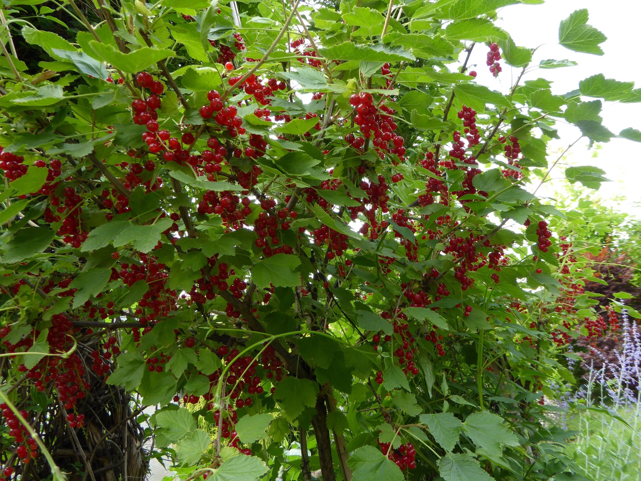 Stromčeková červená ríbezľa 'Rovada'